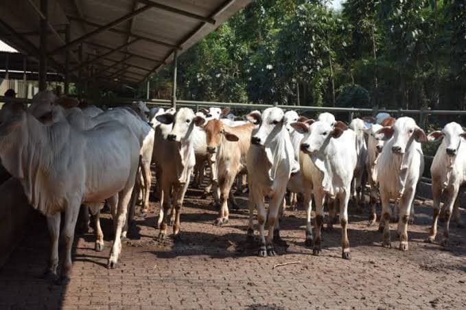 Izin Importir Daging dan Feedloter Nakal Bakal Dicabut Jika Naikkan Harga Selama Lebaran 2026