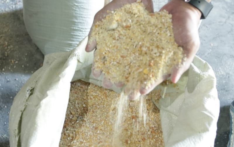 Bapanas Tegaskan Tidak Ada Impor Jagung pada 2026