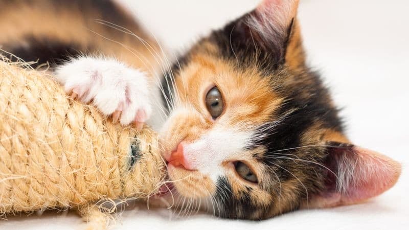 5 Tips Agar Hewan Peliharaan Tetap Terawat saat Mudik, Begini Cara Aman Mengurusnya