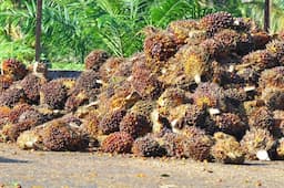 Harga CPO Stabil, Pasar Cermati Sentimen Ini