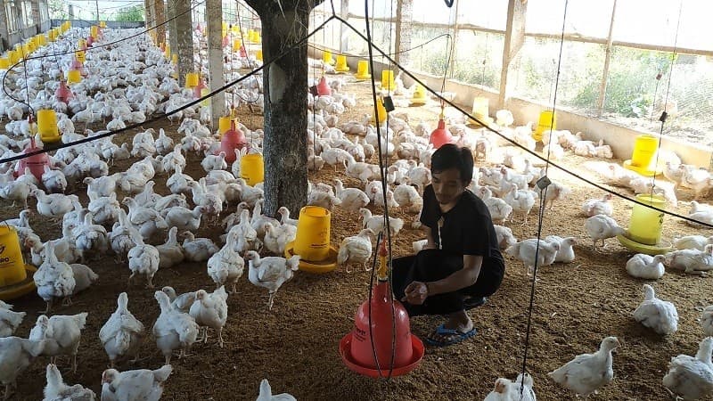 Keran Impor Ayam AS Dibuka, Bagaimana Nasib Peternak Lokal?