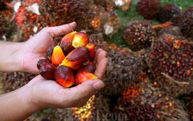 Produksi CPO Naik 10 Persen, Ekspor Produk Sawit Capai USD3,29 Miliar di Oktober 2025