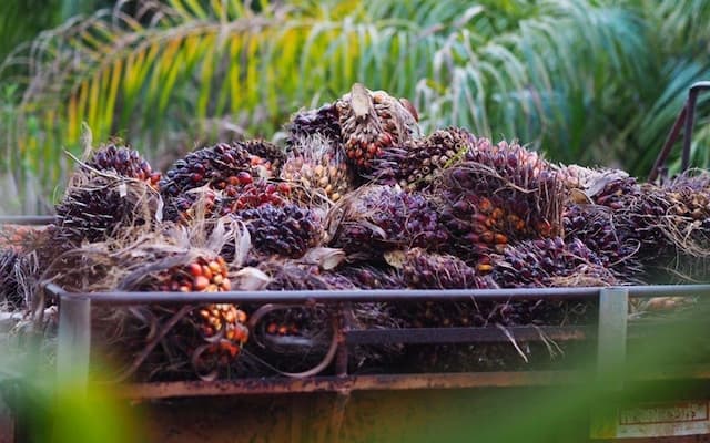 Harga CPO Stabil, Pembatasan Ekspor Thailand Tahan Tekanan Ambil Untung