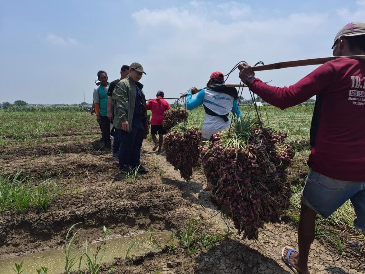 Kementan Jamin Pasokan Bawang Merah Stabil hingga Lebaran
