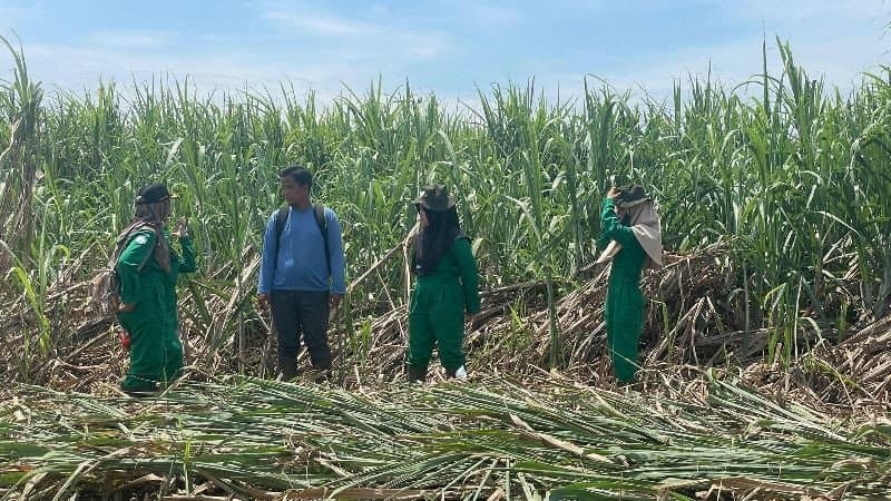 Produksi Gula 2025 Tembus 2,67 Juta Ton, Mentan Kejar Swasembada