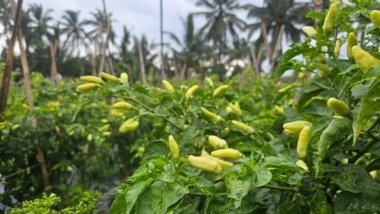 Mentan Sebut Produksi Cabai di Jawa Barat Surplus, Pasokan Aman hingga Idulfitri 2026