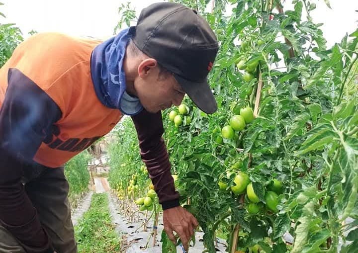 Petani Sayuran di Sejumlah Sentra Produksi Siap Jaga Pasokan Selama Ramadan dan Lebaran