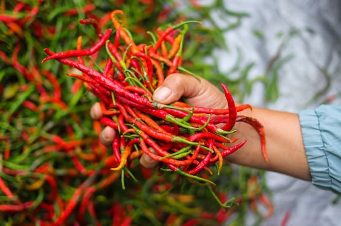 Stok Digelontorkan 10,9 Ton, Harga Cabai Rawit Mulai Turun Drastis