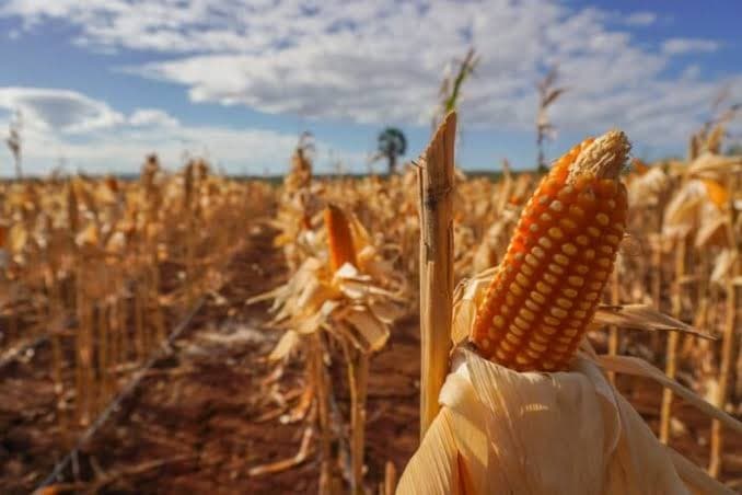 Siap-Siap, Bakal Ada SPHP Jagung Rp678 Miliar buat Jaga Harga Telur Ayam Jelang Lebaran