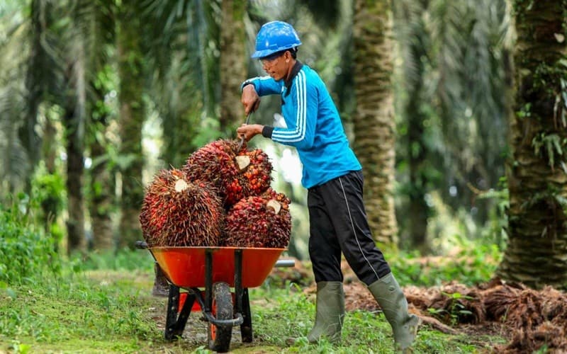 Salim Ivomas (SIMP) Raih Laba Bersih Rp2,07 Triliun pada 2025, Imbas Harga CPO Naik