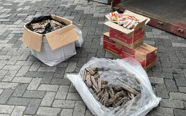 Bea Cukai Gagalkan Ekspor Sisik Trenggiling, Begini Modusnya