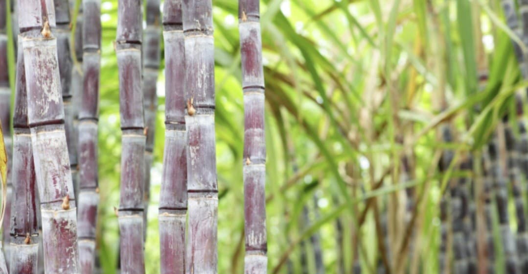 Percepat Swasembada Gula, Kementan Siapkan 5,9 Miliar Mata Benih Tebu di 2026