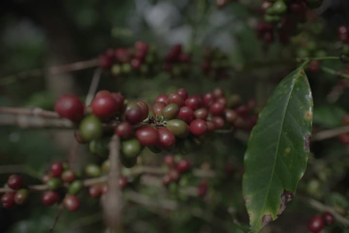 Kementan Percepat Hilirisasi Perkebunan