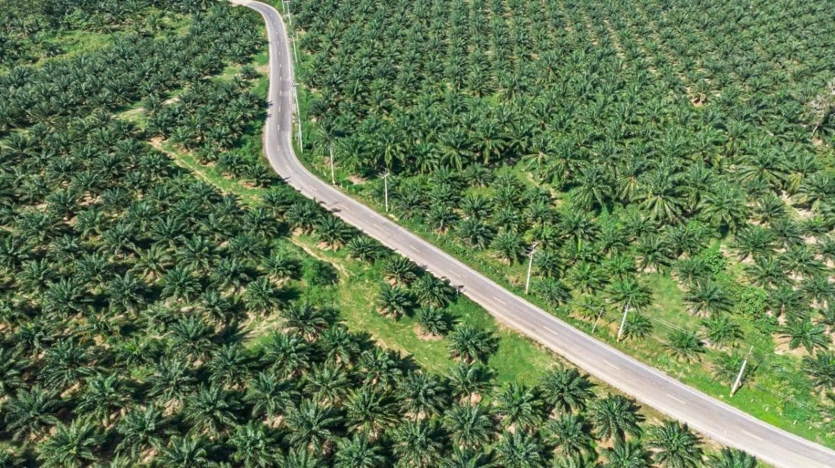 Program B50 Prabowo Diproyeksi Dongkrak Permintaan CPO, CIMB Kerek Target Harga