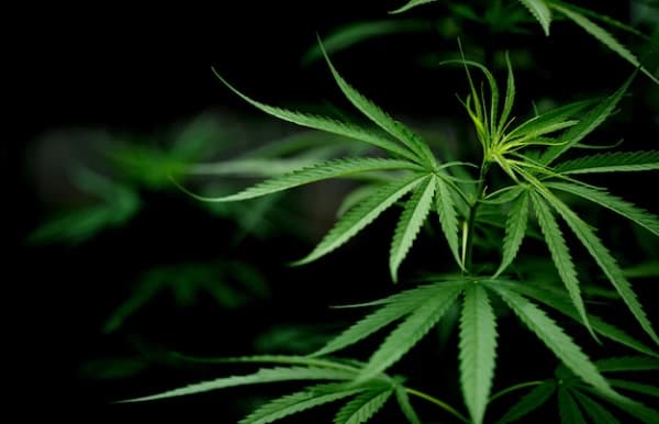 DPR Usul Pembangunan Kawasan Khusus untuk Ganja Medis di Maluku