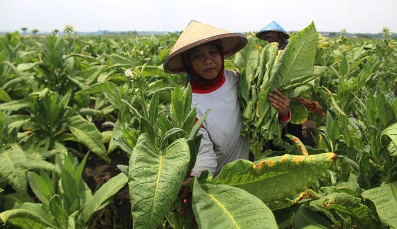Pengusaha Tembakau Madura Tagih Janji Menkeu Purbaya soal Penambahan Layer CHT