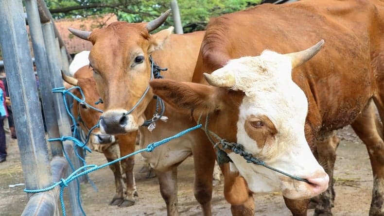 Temukan Permainan Harga, Mentan Perketat Penjualan Sapi Hidup jelang Ramadan