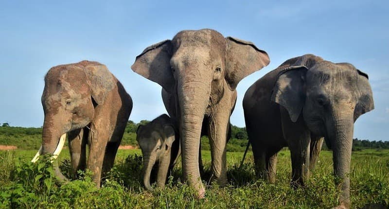 Pemerintah bakal Bangun Pagar 138 Km di Way Kambas, Akhiri Konflik Gajah dan Manusia