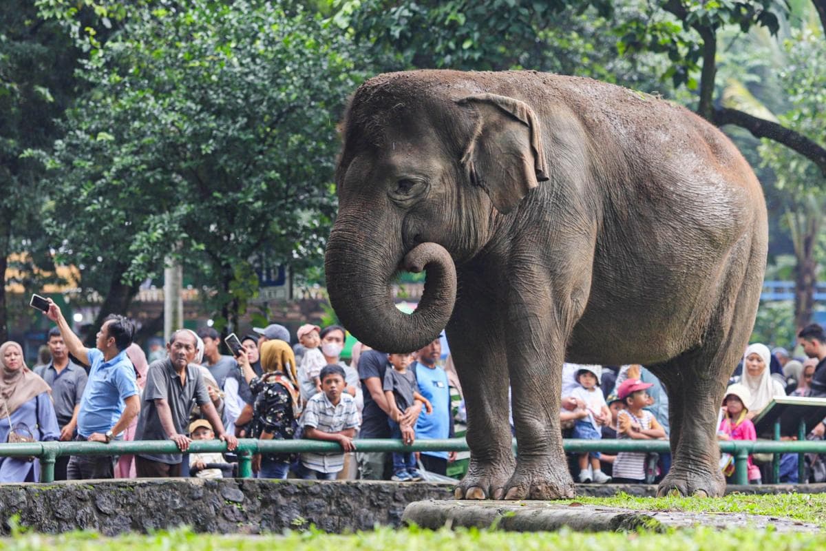 Libur Tahun Baru 2026, Pengunjung Ragunan Tembus 113.000 Orang