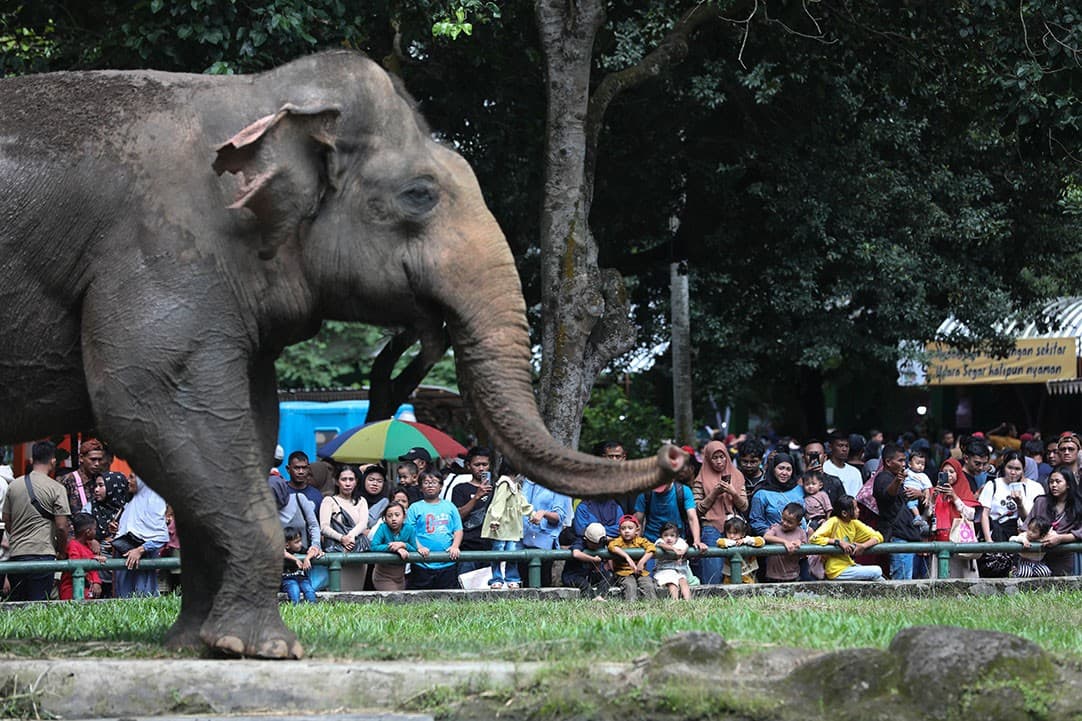 Ragunan Tutup saat Lebaran Hari Pertama, Kapan Bukanya?