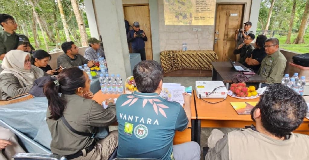 Kemenhut Gandeng India untuk Cegah Kematian Gajah Sumatra Akibat EEHV