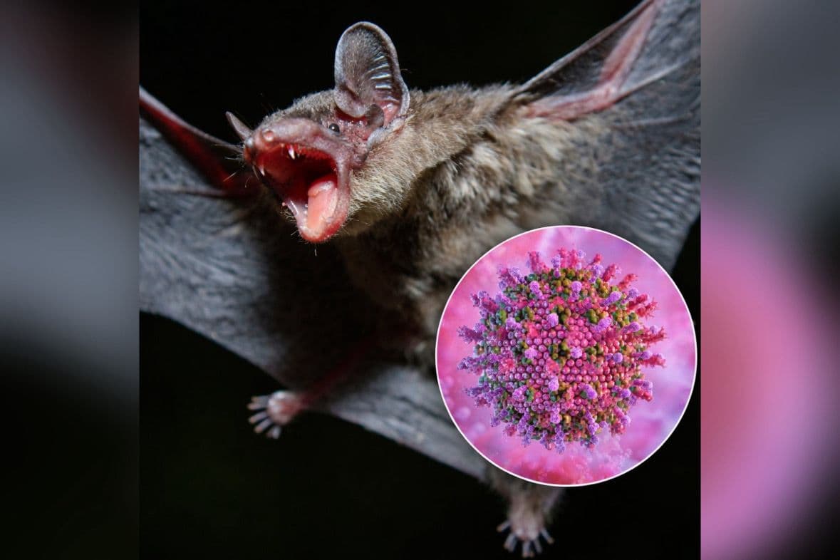 Thailand hingga Singapura Perketat Pintu Masuk, Waspada Virus Nipah Jelang Imlek