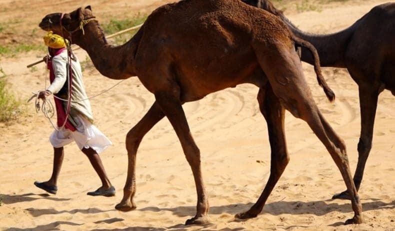 Bak Manusia, Jutaan Unta di Arab Saudi Bakal Dapat Paspor