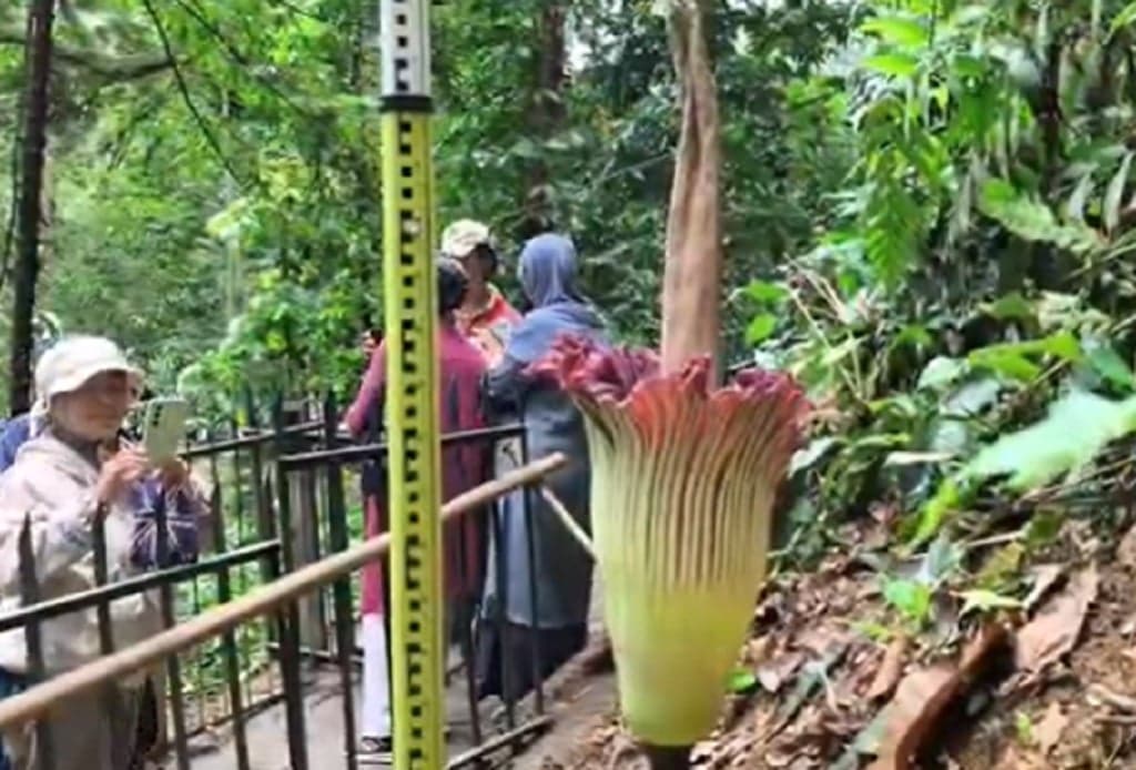 Momen Langka, Bunga Bangkai Mekar Sempurna di Kebun Raya Bogor
