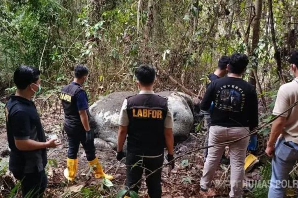 Kasus Gajah Sumatera Mati Tanpa Kepala di Pelalawan Riau, 33 Saksi Diperiksa Polisi