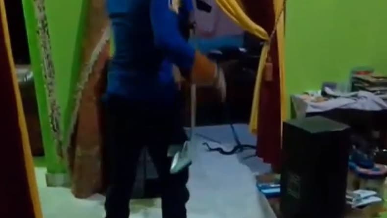 Ngeri! Dengar Suara Berdesis, Warga Metro Panik Ternyata Kobra Sembunyi di Bawah Ranjang