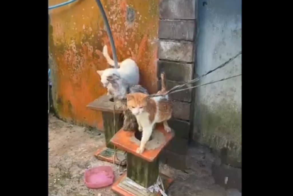 Viral 3 Kucing Diikat Kehujanan di Gianyar, Pemilik Minta Tebusan Rp1 Juta