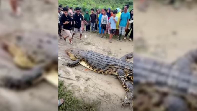 Belah Perut Buaya 4 Meter, Warga Simeulue Temukan Potongan Tubuh Wanita Pencari Kerang