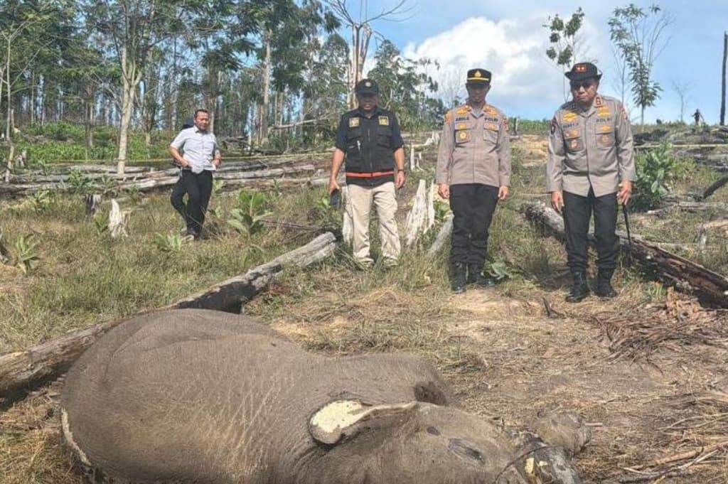Kasus Anak Gajah Mati di TN Tesso Nilo, Pemilik Lahan Sawit Jadi Tersangka
