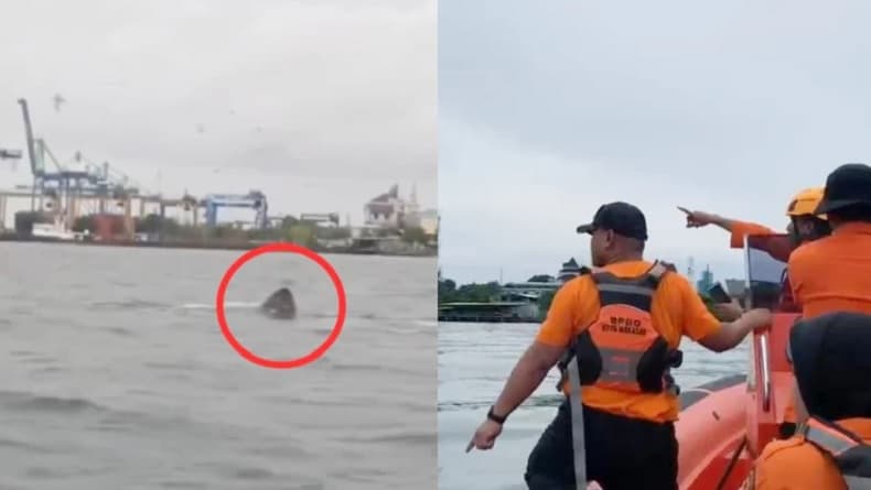 Viral! Warga Dikejutkan Rombongan Hiu Muncul di Dekat Pelabuhan Makassar