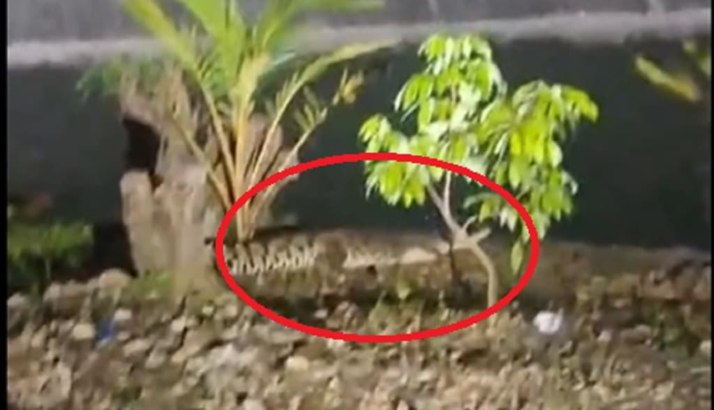 2 Buaya Berkeliaran di Bantaran Sungai Tonjung Bangkalan, Warga Ketakutan