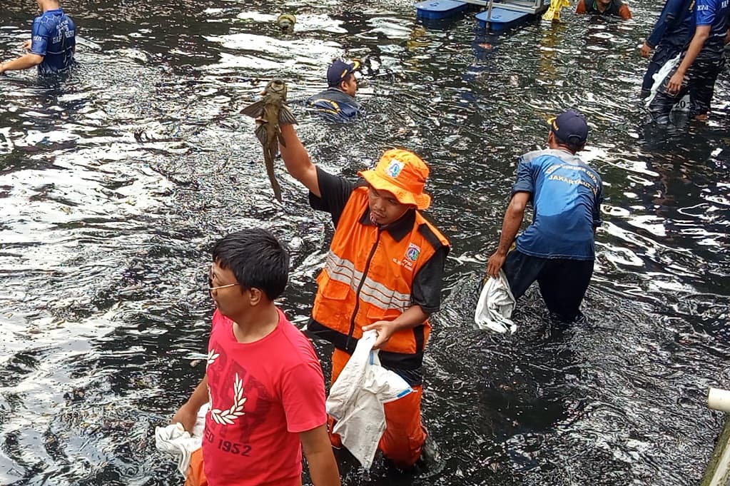 Operasi Besar-besaran, 200 Kg Ikan Sapu-Sapu Berhasil Ditangkap di Jakut