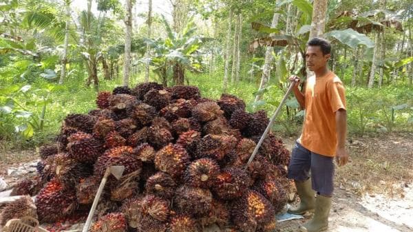 Dikerek CPO, Kenaikan Harga TBS Sawit Kaltim Sentuh Rp2.500 per Kilogram