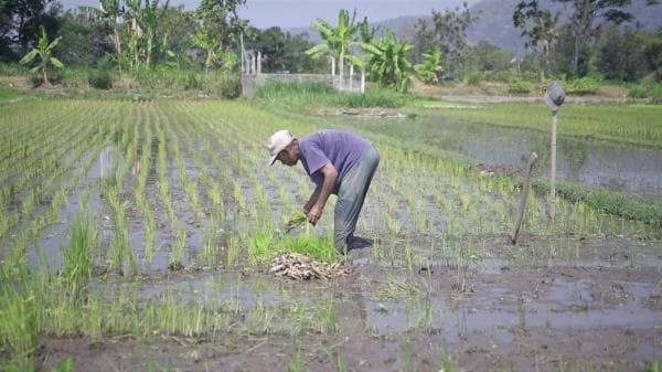 Kementan Ajak Pemerintah Desa Manfaatkan 20 Dana Desa Untuk Ketahanan Pangan