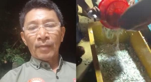 Ribuan Ikan Naik Ke Daratan di Bayah Lebak, Diduga Ini Penyebabnya