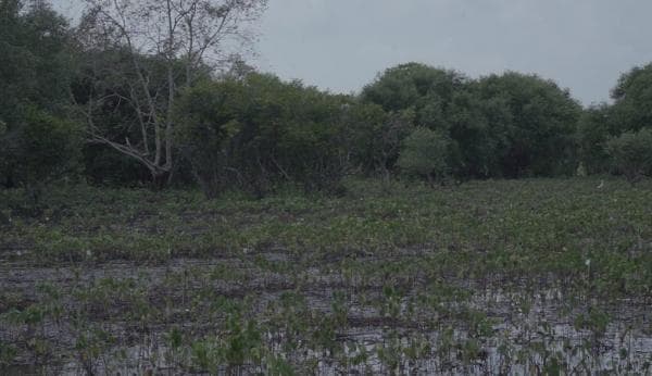 Mengapa Kita Belum Mengembangkan Eco Tourism di Indonesia?