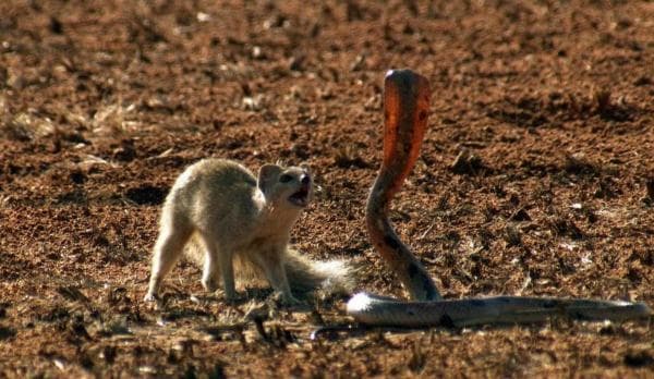 Viral Duel Sengit Mongoose vs Kobra di Landasan Pacu Bikin Penerbangan Delay, Siapa Menang?