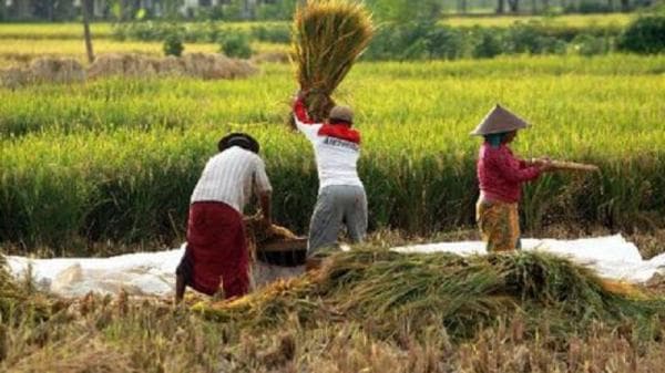 Petani Kota Banjar Enggan Bayar Pajak, Ini Alasannya