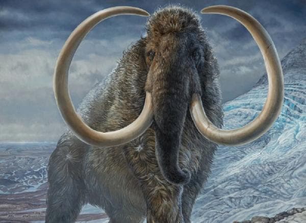 Bisa Dihidupkan Kembali di 2028, Seperti Apa Spesies Punah Mammoth Berbulu?