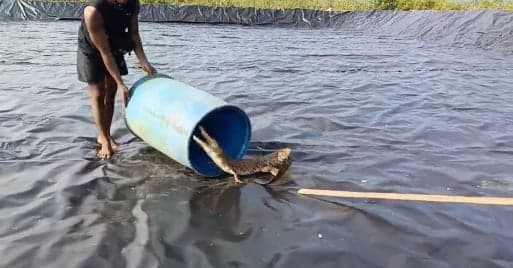 Anak Buaya Menyusup ke Tambak Udang Hebohkan Warga Tinjul Lingga