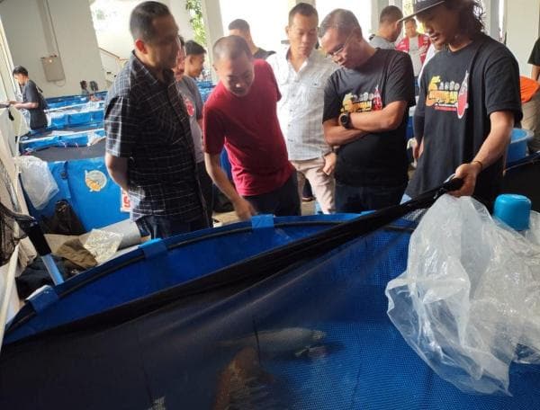 Ratusan Ikan Berlaga di 5th Kuningan Koi Show 2024, Koi Kapolres Juara di 3 Kategori