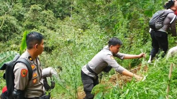 Ratusan Batang Pohon Ganja Ditemukan di Pegunungan TNBTS