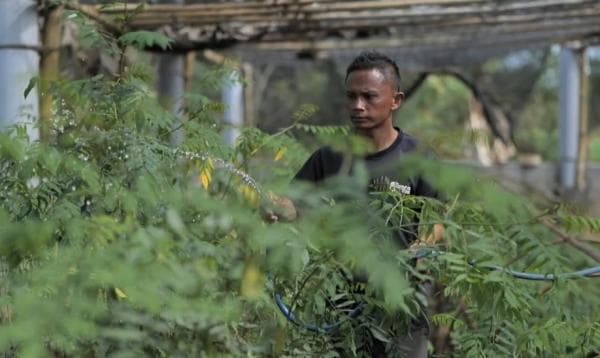 PLN Kembangkan Ekosistem Biomassa Berbasis Pertanian Terpadu