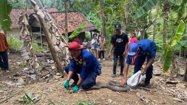 2 Ekor King Kobra Ancam Keselamatan Warga, Damkar Ciamis Beraksi