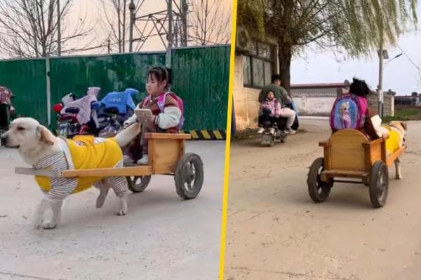 Viral Bocah TK Ini Dijemput Anjing saat Pulang Sekolah, Dibawa Pakai Gerobak