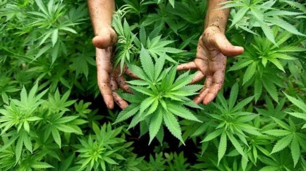 Polda Kepri Gagalkan Pengiriman 32 Kilogram Bunga Ganja dari Thailand